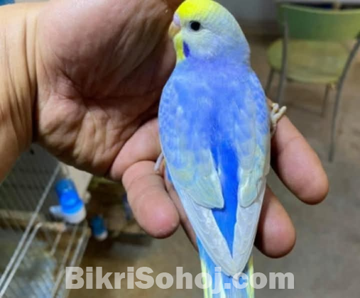 বাজরিগর পাখি